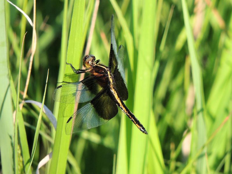 Photo of Widow Skimmer