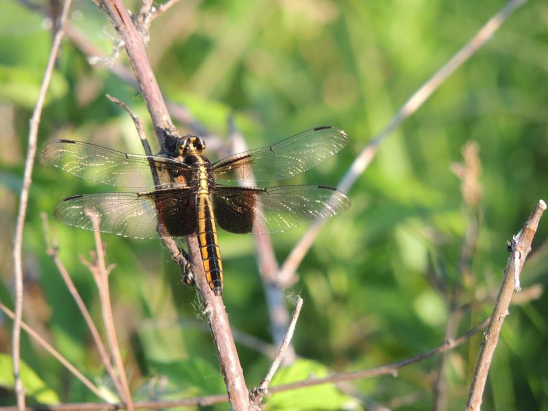 Photo of Widow Skimmer