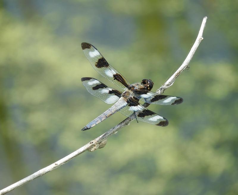 Photo of Twelve-spotted Skimmer