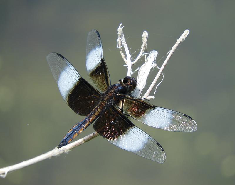 Photo of Widow Skimmer