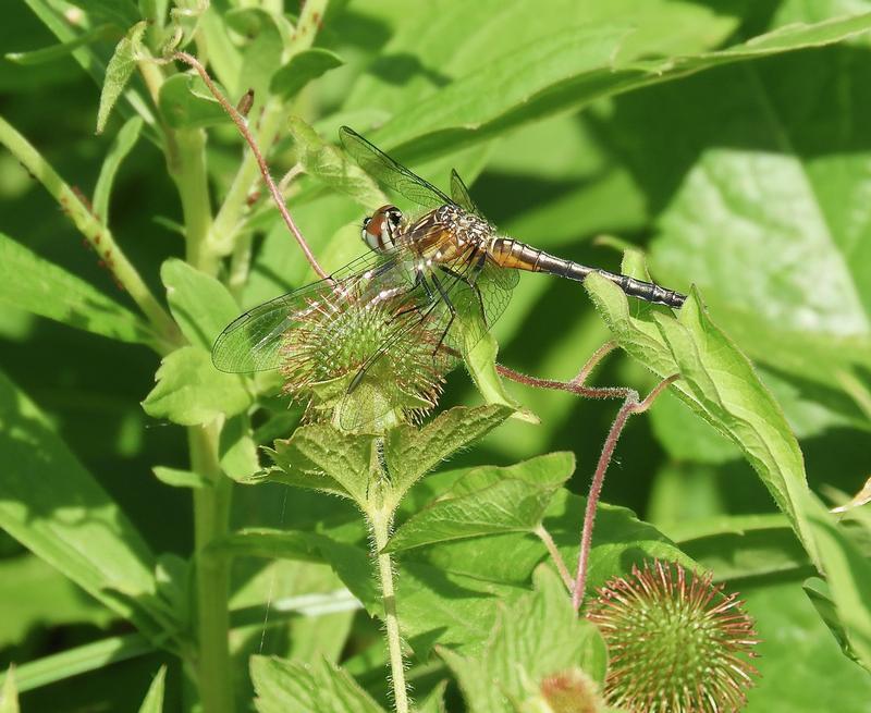 Photo of Blue Dasher