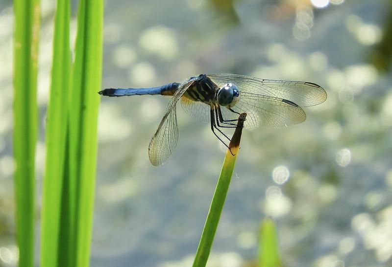 Photo of Blue Dasher