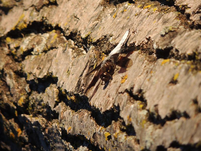 Photo of Common Whitetail