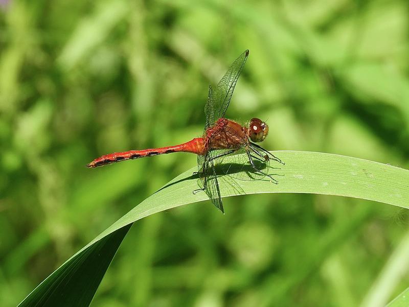 Photo of Ruby Meadowhawk