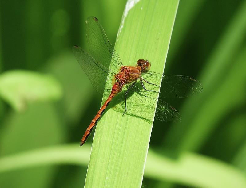 Photo of Ruby Meadowhawk