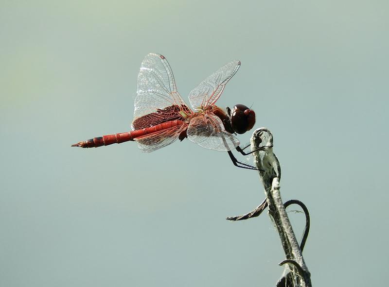 Photo of Red Saddlebags