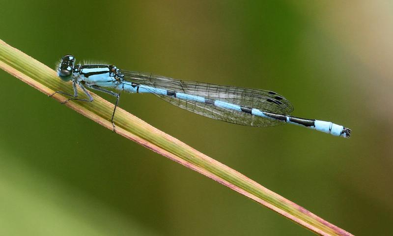 Photo of Marsh Bluet