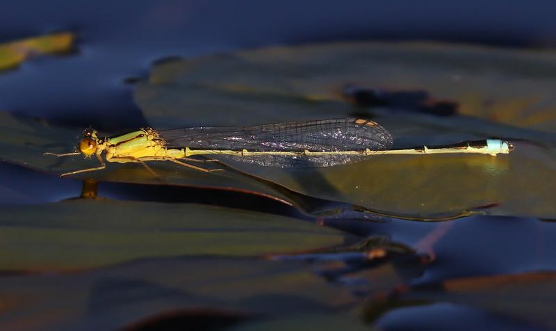 Photo of Vesper Bluet