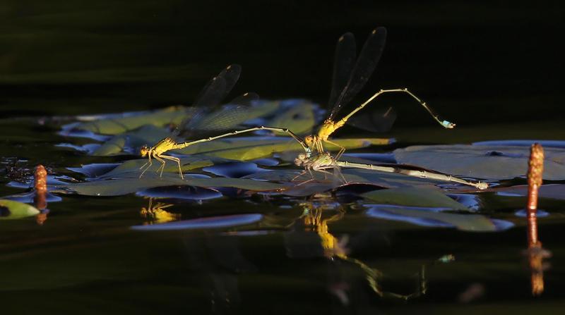 Photo of Vesper Bluet