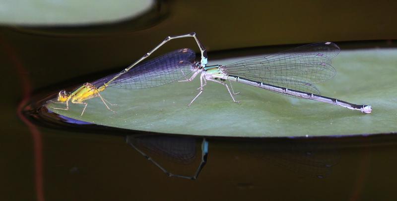 Photo of Vesper Bluet