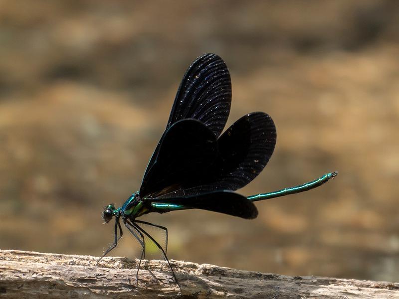 Photo of Ebony Jewelwing