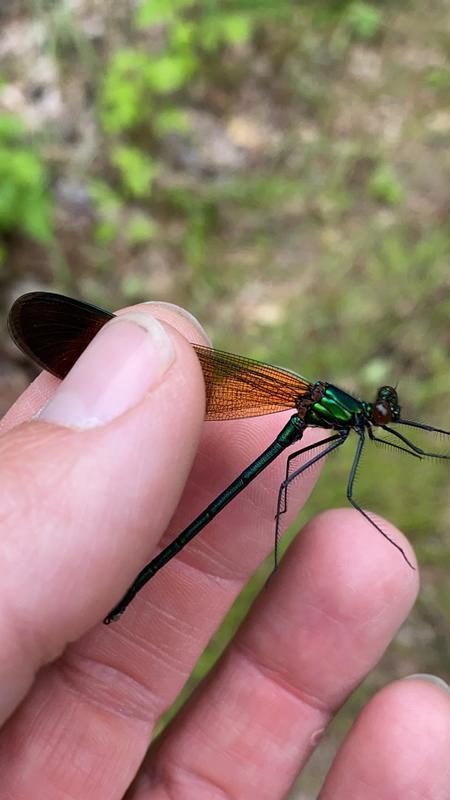 Photo of River Jewelwing