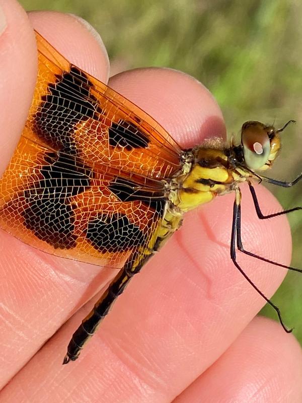 Photo of Halloween Pennant