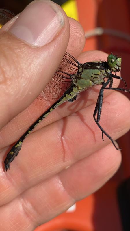 Photo of Black-shouldered Spinyleg