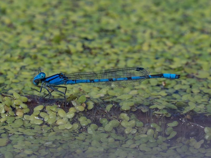 Photo of Familiar Bluet