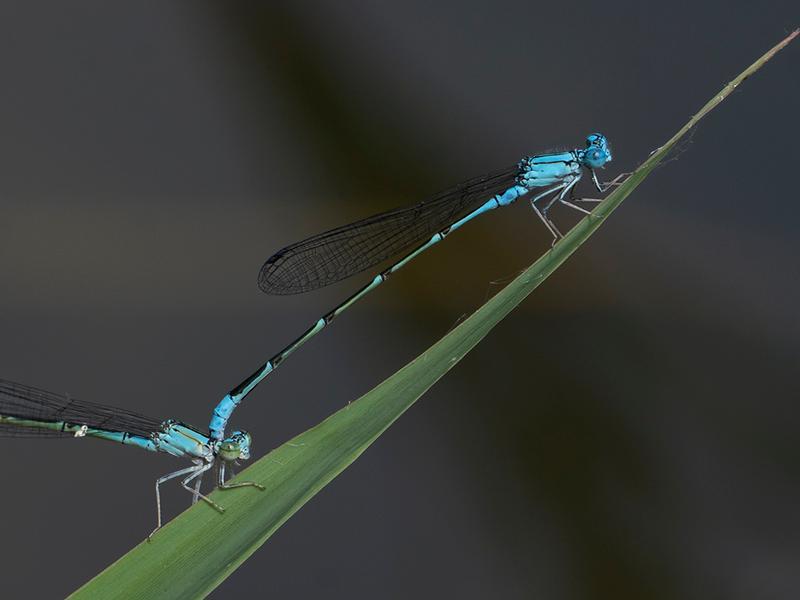 Photo of Slender Bluet