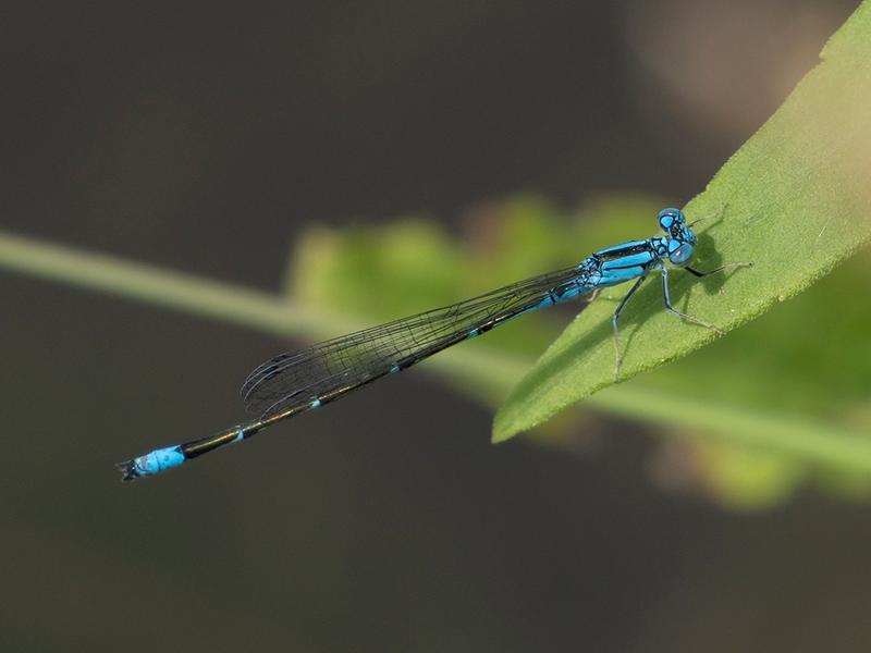 Photo of Slender Bluet