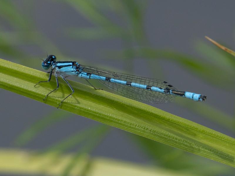 Photo of Marsh Bluet