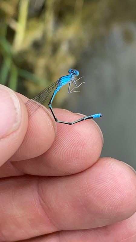 Photo of Slender Bluet