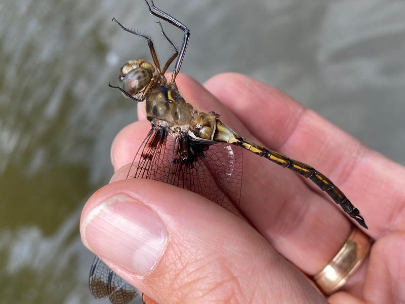 Photo of Prince Baskettail