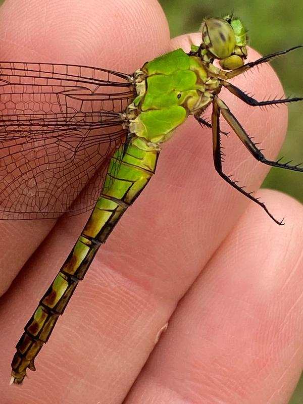 Photo of Eastern Pondhawk