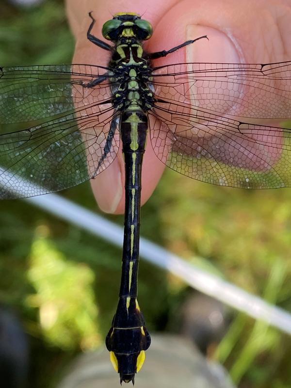 Photo of Cobra Clubtail