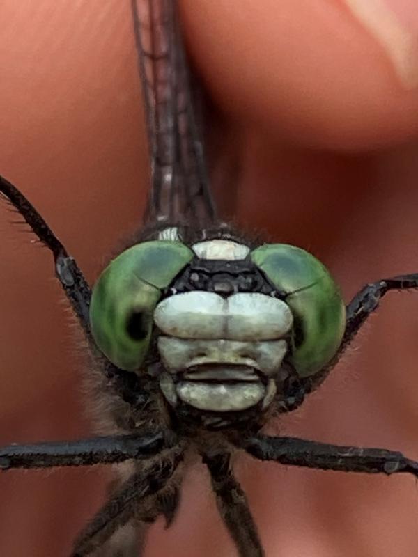 Photo of Green-faced Clubtail