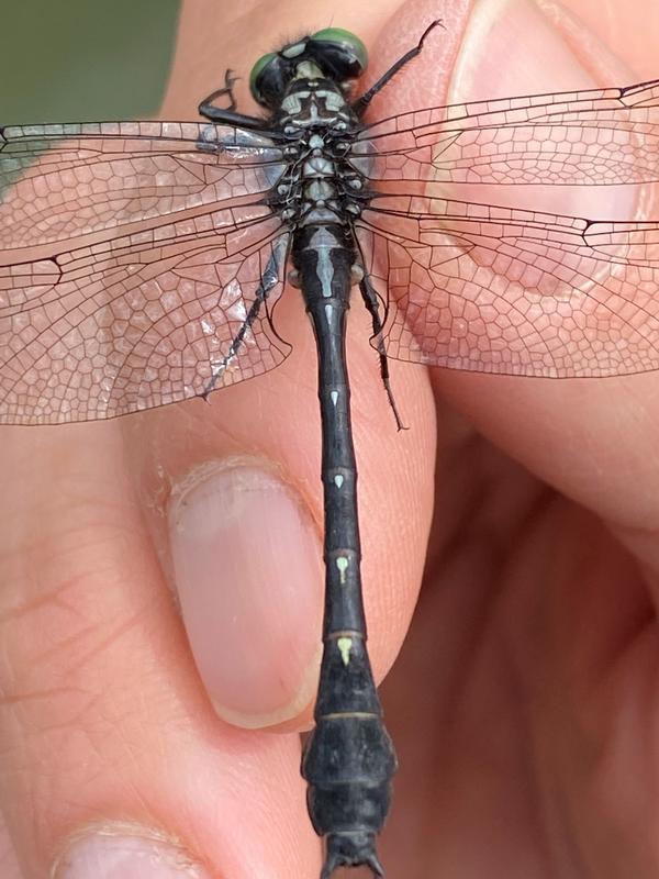 Photo of Green-faced Clubtail