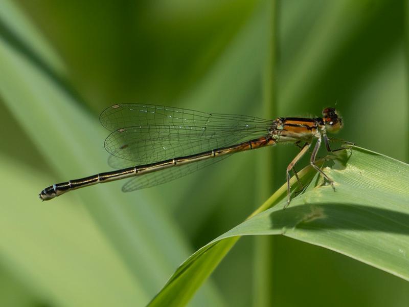 Photo of Eastern Forktail