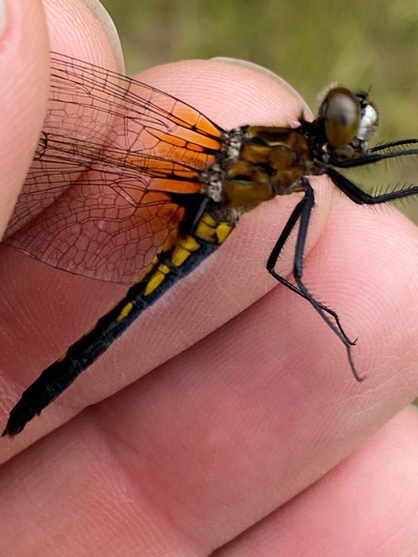 Photo of Dot-tailed Whiteface