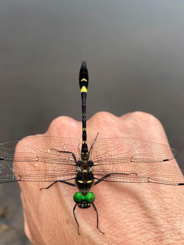 Photo of Swift River Cruiser (Illinois River Cruiser ssp.)