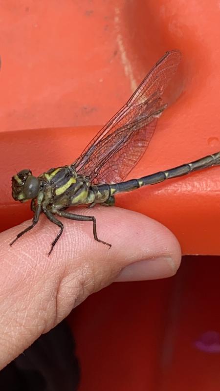 Photo of Arrow Clubtail