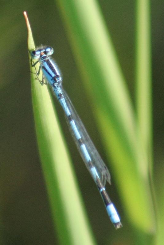 Photo of Familiar Bluet