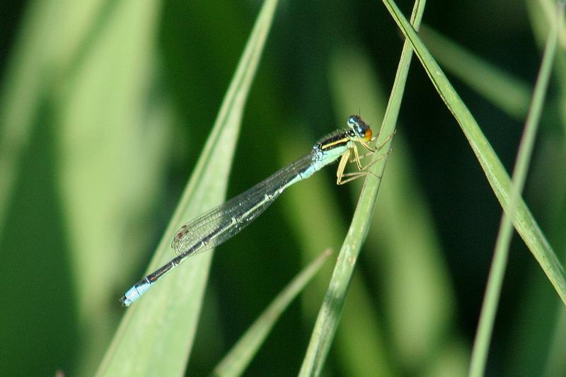 Photo of Rainbow Bluet