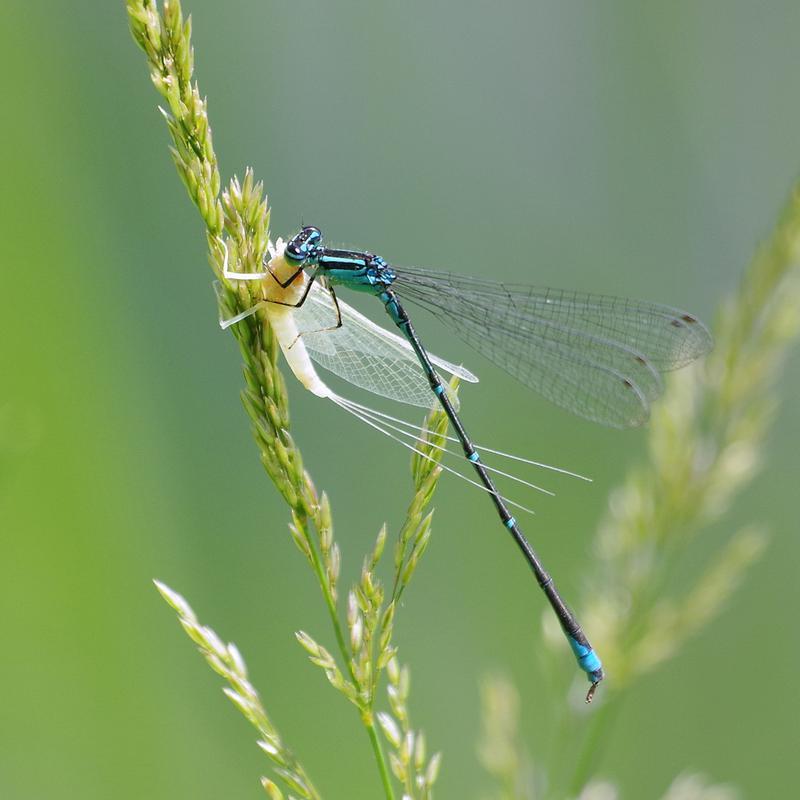 Photo of Stream Bluet