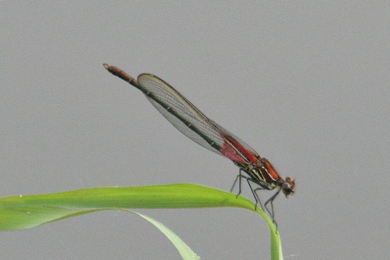 Photo of American Rubyspot