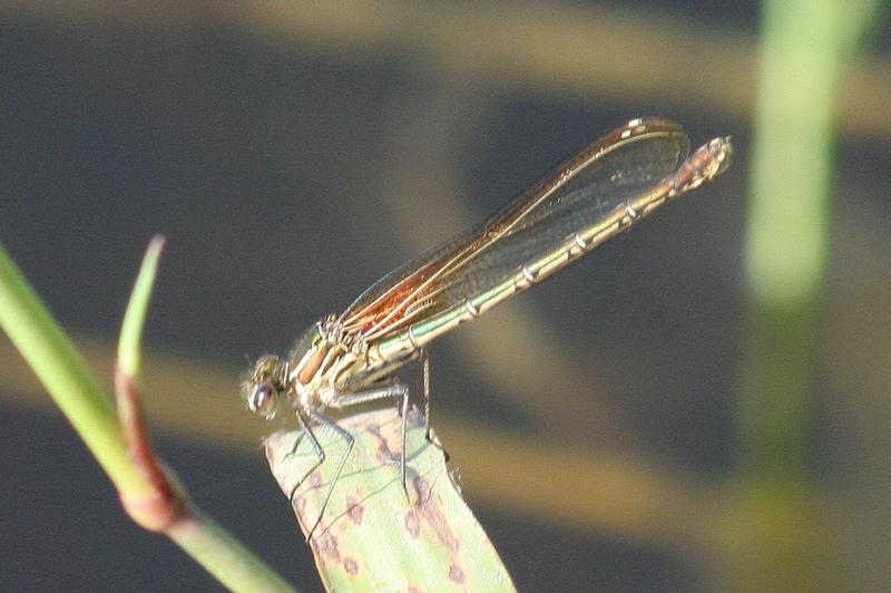 Photo of American Rubyspot