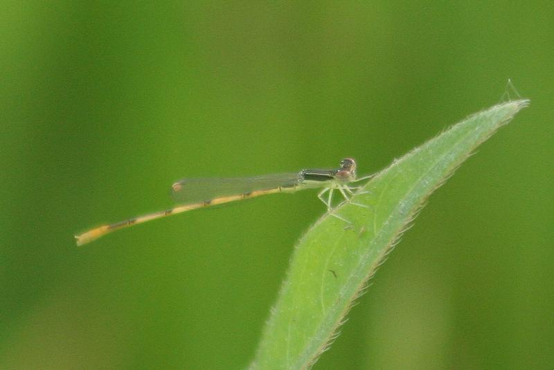 Photo of Citrine Forktail