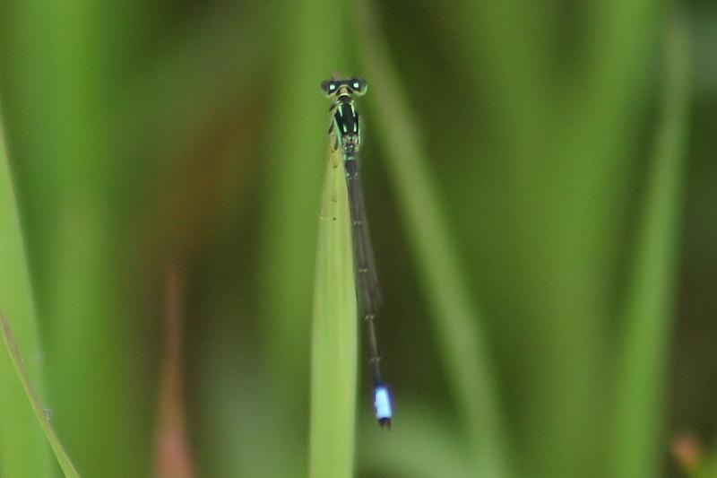 Photo of Eastern Forktail