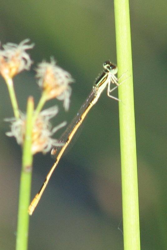 Photo of Citrine Forktail