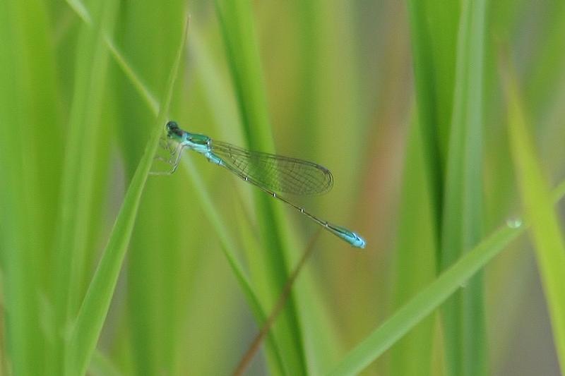 Photo of Sedge Sprite