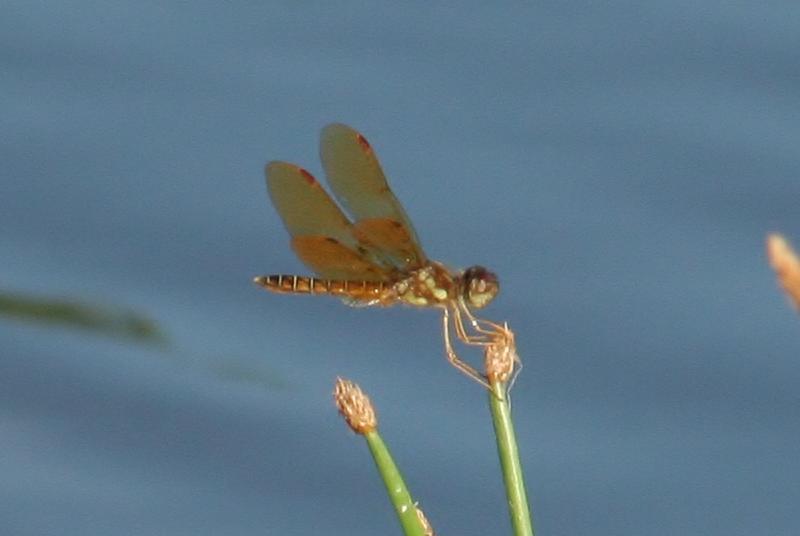 Photo of Eastern Amberwing