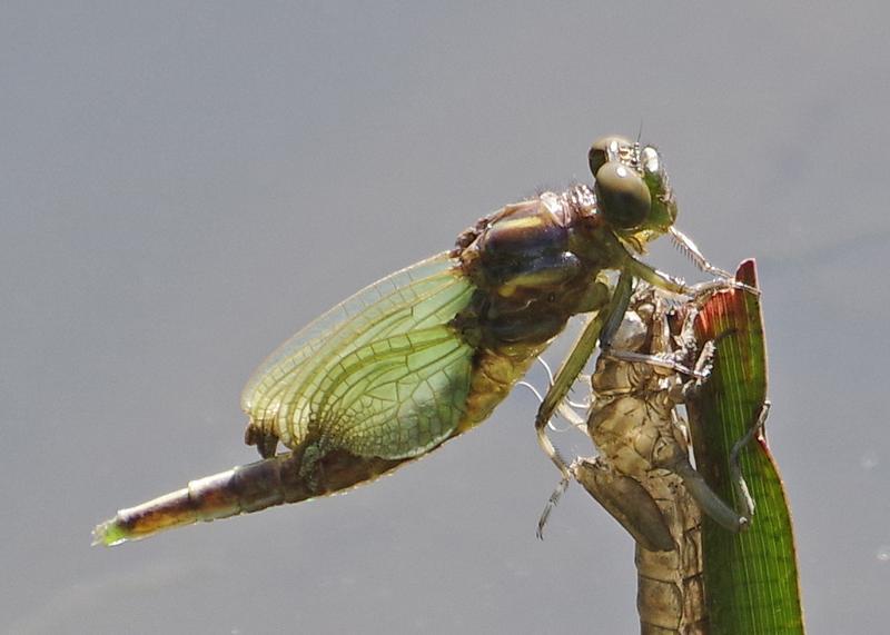 Photo of Arrow Clubtail