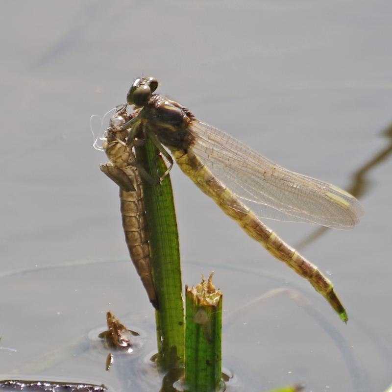 Photo of Arrow Clubtail