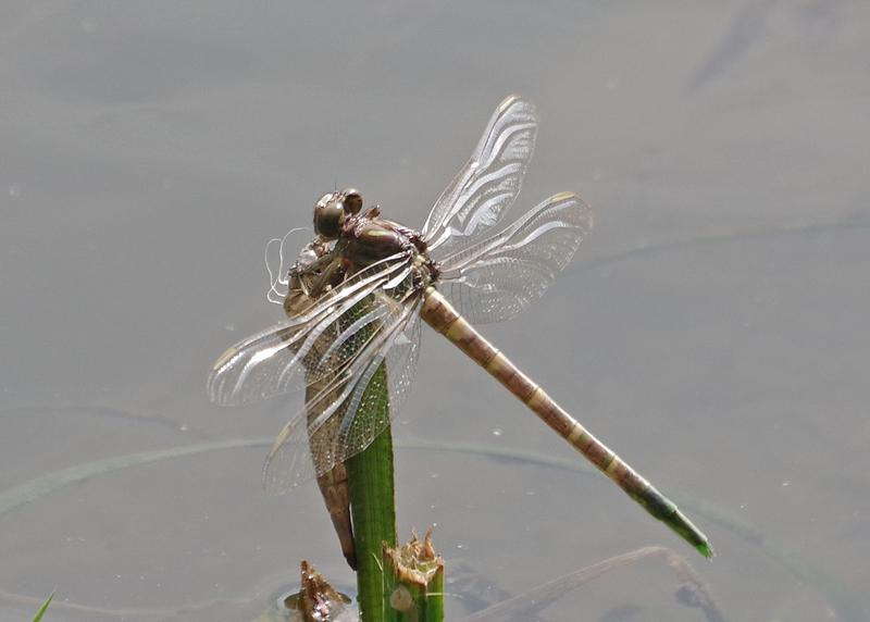 Photo of Arrow Clubtail