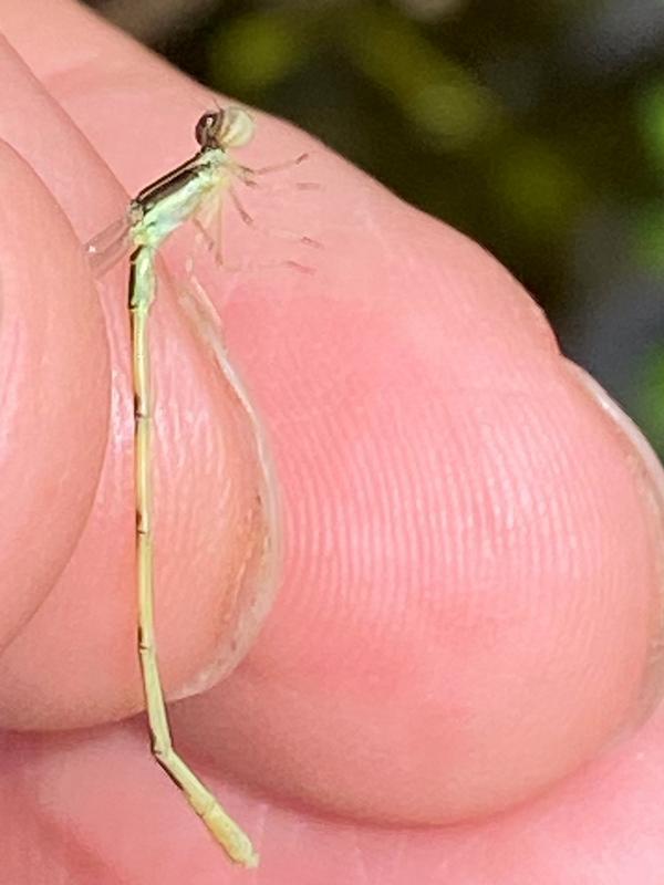 Photo of Citrine Forktail