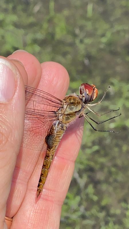 Photo of Spot-winged Glider