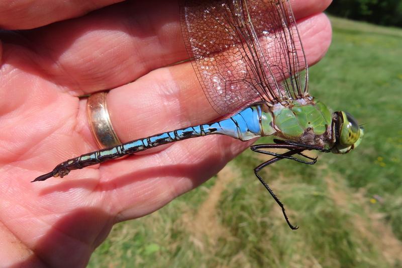 Photo of Common Green Darner