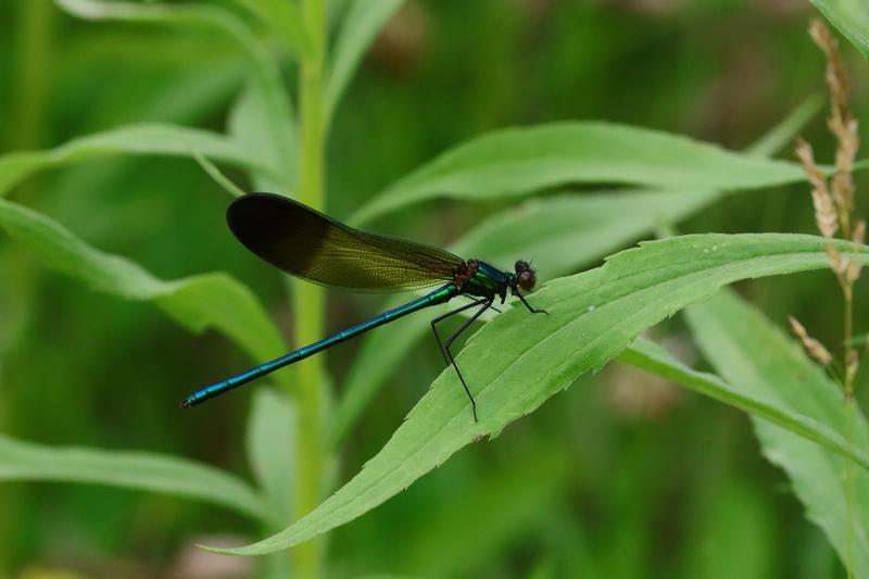 Photo of River Jewelwing