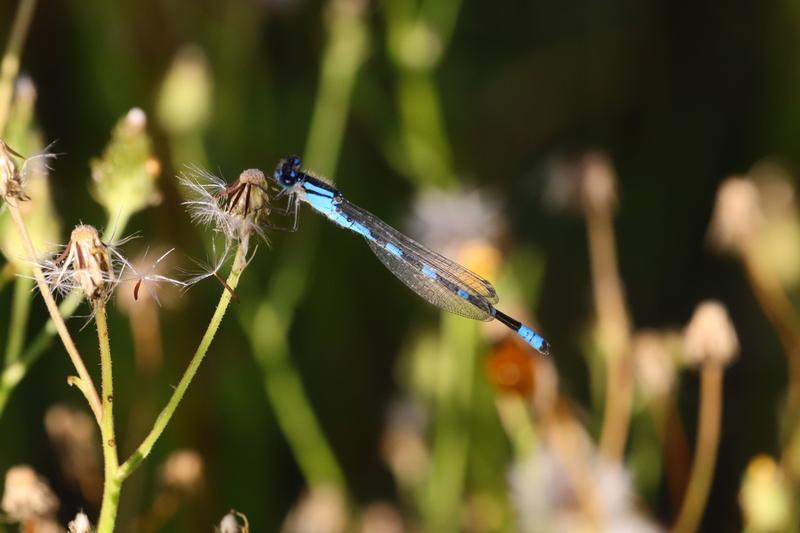 Photo of Tule Bluet